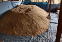 Padi rendah karbon dari lahan seluas satu hektar, diperoleh hasil produksi sebesar 5 ton 