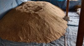Padi rendah karbon dari lahan seluas satu hektar, diperoleh hasil produksi sebesar 5 ton 