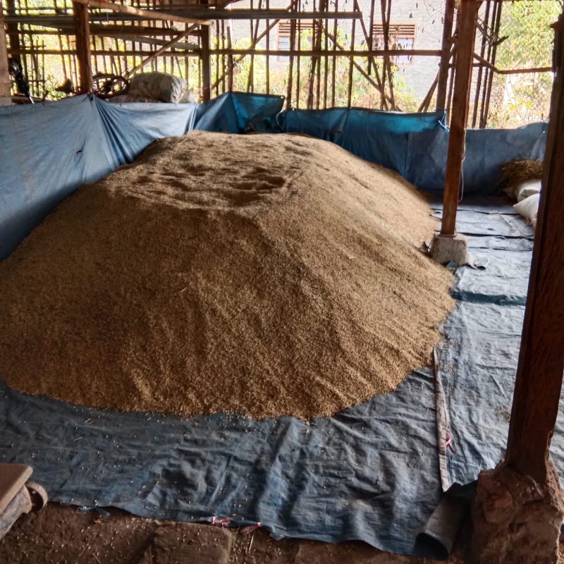 Padi rendah karbon dari lahan seluas satu hektar, diperoleh hasil produksi sebesar 5 ton 