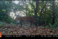 Doc. Istimewa Sanggabuana Wildlife Ranger