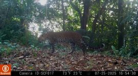Doc. Istimewa Sanggabuana Wildlife Ranger