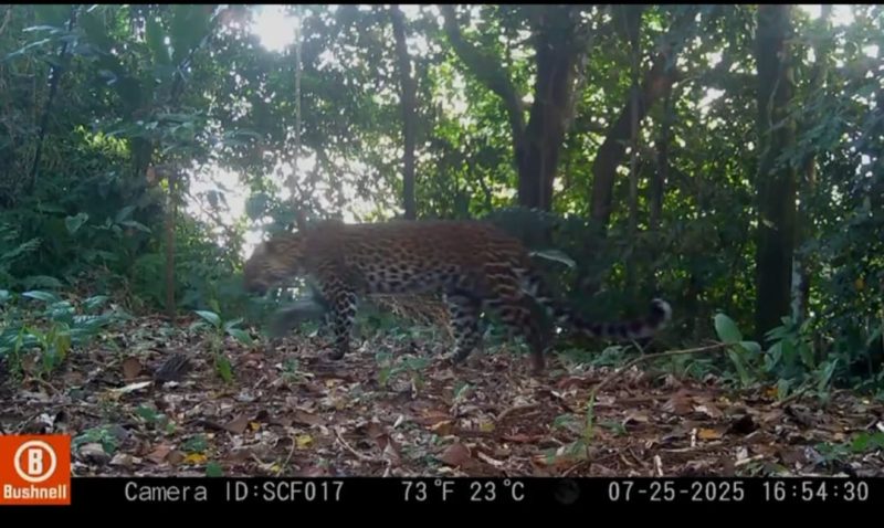 Doc. Istimewa Sanggabuana Wildlife Ranger