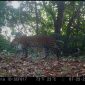 Doc. Istimewa Sanggabuana Wildlife Ranger