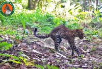 Doc. Istimewa Sanggabuana Wildlife Ranger