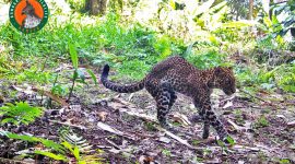 Doc. Istimewa Sanggabuana Wildlife Ranger