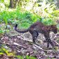 Doc. Istimewa Sanggabuana Wildlife Ranger