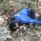 Keterangan Foto: penemuan mayat tanpa identitas di bantaran sungai Citarum daerah batujaya karawang