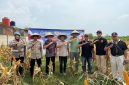Keterangan Foto: Iptu Cahya Hardiansyah Kapolsek Purwasari dan Nendi Sopandi Camat Purwasari bersama Abdul Rojak Kepala Desa Cengkong unsur JKC, serta masyarakat setempat panen jagung hibrida