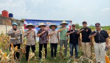 Keterangan Foto: Iptu Cahya Hardiansyah Kapolsek Purwasari dan Nendi Sopandi Camat Purwasari bersama Abdul Rojak Kepala Desa Cengkong unsur JKC, serta masyarakat setempat panen jagung hibrida