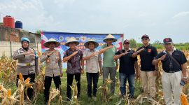 Keterangan Foto: Iptu Cahya Hardiansyah Kapolsek Purwasari dan Nendi Sopandi Camat Purwasari bersama Abdul Rojak Kepala Desa Cengkong unsur JKC, serta masyarakat setempat panen jagung hibrida