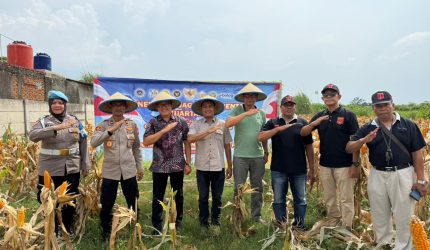 Keterangan Foto: Iptu Cahya Hardiansyah Kapolsek Purwasari dan Nendi Sopandi Camat Purwasari bersama Abdul Rojak Kepala Desa Cengkong unsur JKC, serta masyarakat setempat panen jagung hibrida