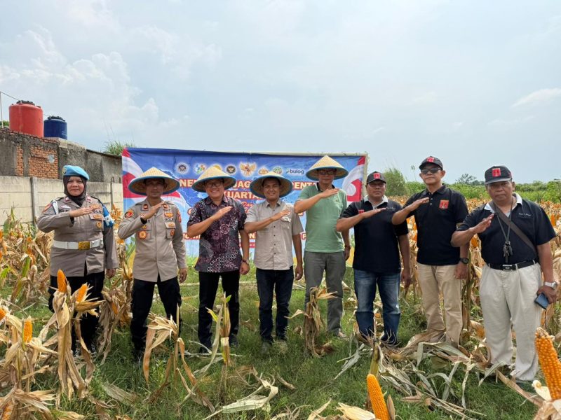 Keterangan Foto: Iptu Cahya Hardiansyah Kapolsek Purwasari dan Nendi Sopandi Camat Purwasari bersama Abdul Rojak Kepala Desa Cengkong unsur JKC, serta masyarakat setempat panen jagung hibrida