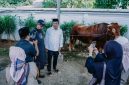 Doc. Istimewa Bupati Karawang Aep Syaepuloh saat melihat langsung kondisi sapi kurban di Rumah Dinas Bupati Karawang
