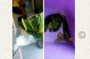 Gambar sayur MBG Ciptamargi 002 yang terlihat ada ulatnya 