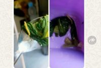Gambar sayur MBG Ciptamargi 002 yang terlihat ada ulatnya 