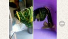 Gambar sayur MBG Ciptamargi 002 yang terlihat ada ulatnya 