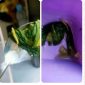 Gambar sayur MBG Ciptamargi 002 yang terlihat ada ulatnya 