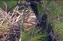 Oriental Honey-Buzzard ras penetap atau ras Jawa (P. p. ptilorhynchus) bersarang dan berkembang biak di kawasan hutan Pegunungan Sanggabuana.
