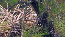 Oriental Honey-Buzzard ras penetap atau ras Jawa (P. p. ptilorhynchus) bersarang dan berkembang biak di kawasan hutan Pegunungan Sanggabuana.