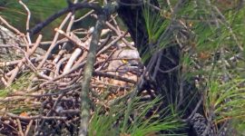 Oriental Honey-Buzzard ras penetap atau ras Jawa (P. p. ptilorhynchus) bersarang dan berkembang biak di kawasan hutan Pegunungan Sanggabuana.