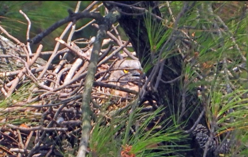 Oriental Honey-Buzzard ras penetap atau ras Jawa (P. p. ptilorhynchus) bersarang dan berkembang biak di kawasan hutan Pegunungan Sanggabuana.