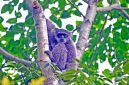 Memperingati Hari Owa Sedunia atau International Gibbon Day yang jatuh pada 24 Oktober 2026, Sanggabuana Wildlife Ranger bersama Badan Eksekutif Mahasiswa (BEM) Fakultas Teknik Universitas Singaperbangsa Karawang (Unsika) menggelar kegiatan Kemah Konservasi sekaligus rehabilitasi habitat Owa Jawa di kawasan Pegunungan Sanggabuana, Jawa Barat.