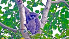 Memperingati Hari Owa Sedunia atau International Gibbon Day yang jatuh pada 24 Oktober 2026, Sanggabuana Wildlife Ranger bersama Badan Eksekutif Mahasiswa (BEM) Fakultas Teknik Universitas Singaperbangsa Karawang (Unsika) menggelar kegiatan Kemah Konservasi sekaligus rehabilitasi habitat Owa Jawa di kawasan Pegunungan Sanggabuana, Jawa Barat.