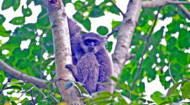 Memperingati Hari Owa Sedunia atau International Gibbon Day yang jatuh pada 24 Oktober 2026, Sanggabuana Wildlife Ranger bersama Badan Eksekutif Mahasiswa (BEM) Fakultas Teknik Universitas Singaperbangsa Karawang (Unsika) menggelar kegiatan Kemah Konservasi sekaligus rehabilitasi habitat Owa Jawa di kawasan Pegunungan Sanggabuana, Jawa Barat.