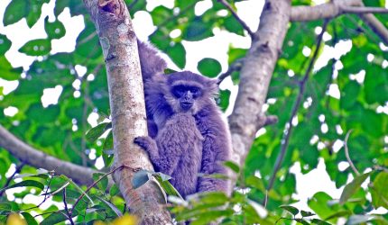 Memperingati Hari Owa Sedunia atau International Gibbon Day yang jatuh pada 24 Oktober 2026, Sanggabuana Wildlife Ranger bersama Badan Eksekutif Mahasiswa (BEM) Fakultas Teknik Universitas Singaperbangsa Karawang (Unsika) menggelar kegiatan Kemah Konservasi sekaligus rehabilitasi habitat Owa Jawa di kawasan Pegunungan Sanggabuana, Jawa Barat.