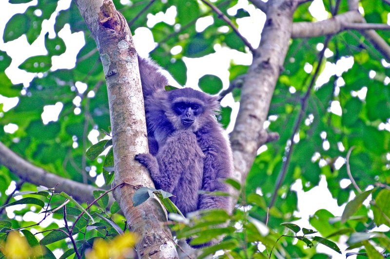 Memperingati Hari Owa Sedunia atau International Gibbon Day yang jatuh pada 24 Oktober 2026, Sanggabuana Wildlife Ranger bersama Badan Eksekutif Mahasiswa (BEM) Fakultas Teknik Universitas Singaperbangsa Karawang (Unsika) menggelar kegiatan Kemah Konservasi sekaligus rehabilitasi habitat Owa Jawa di kawasan Pegunungan Sanggabuana, Jawa Barat.