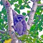 Memperingati Hari Owa Sedunia atau International Gibbon Day yang jatuh pada 24 Oktober 2026, Sanggabuana Wildlife Ranger bersama Badan Eksekutif Mahasiswa (BEM) Fakultas Teknik Universitas Singaperbangsa Karawang (Unsika) menggelar kegiatan Kemah Konservasi sekaligus rehabilitasi habitat Owa Jawa di kawasan Pegunungan Sanggabuana, Jawa Barat.